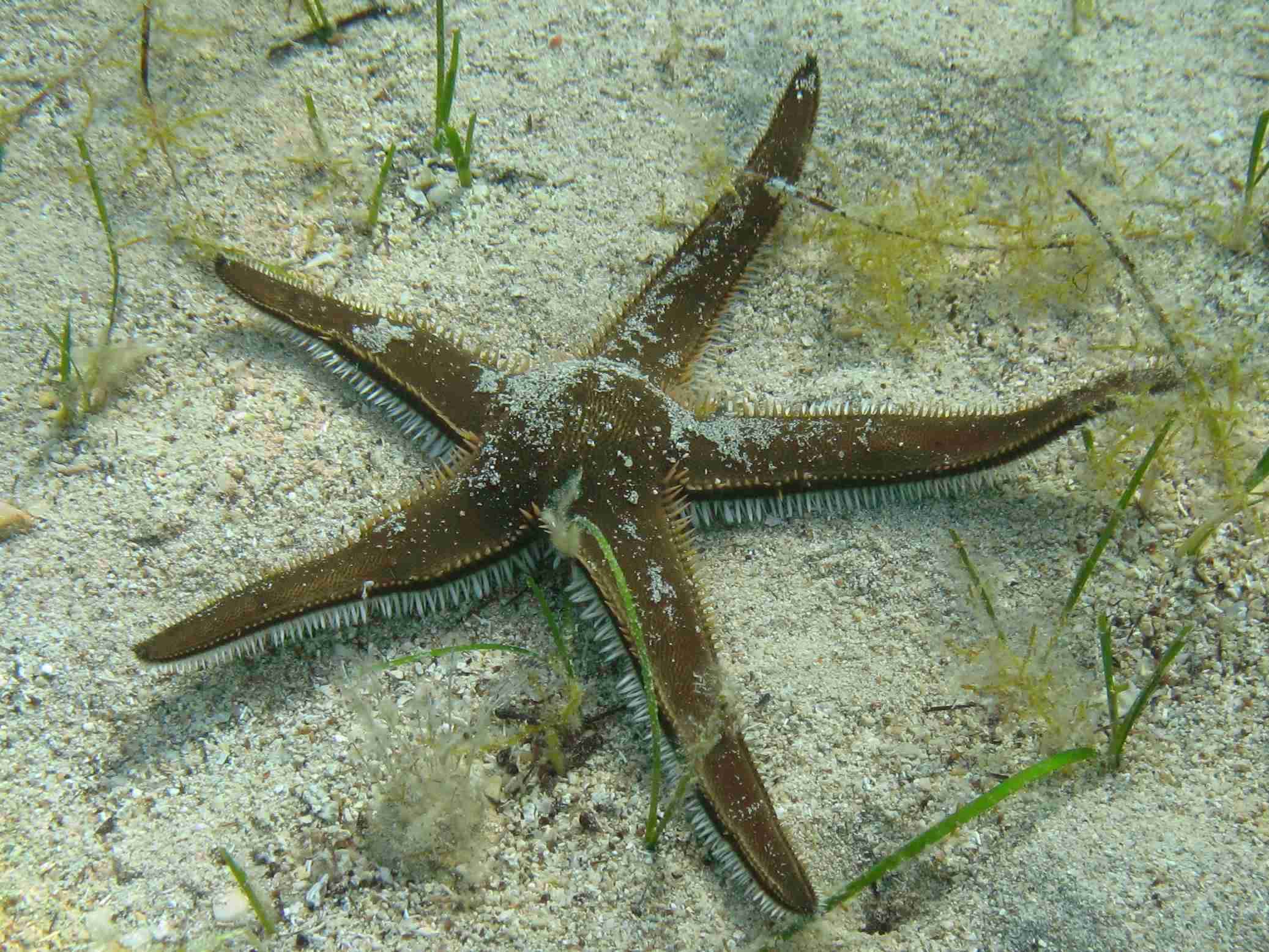 Astropecten bispinosus (Otto, 1823)